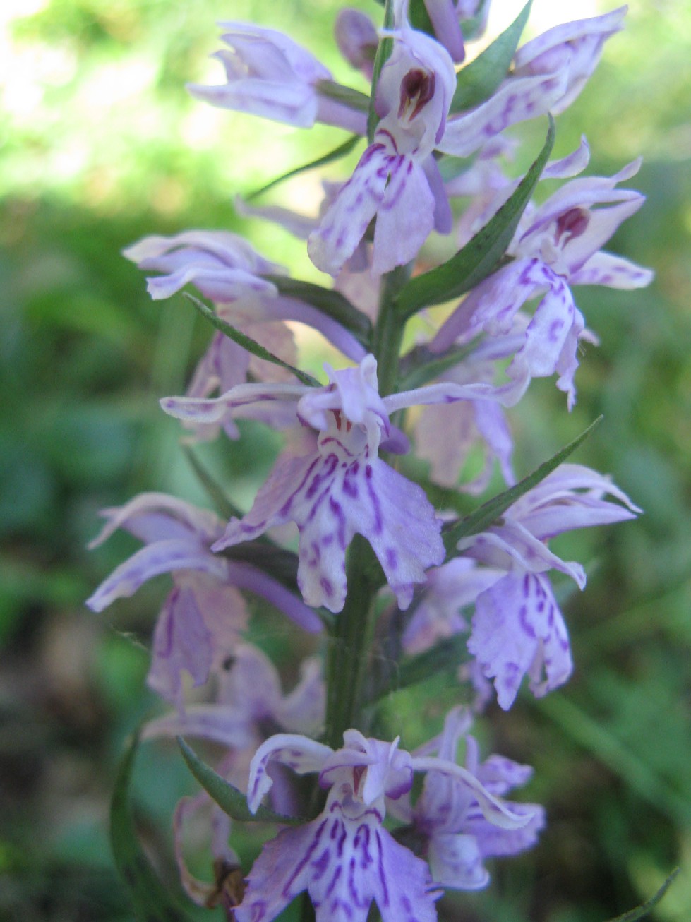 Orchidee delle Alpi Orobie valtellinesi (Sondrio)